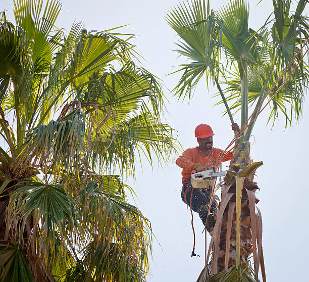 The Steps Involved in Our Tree Care Process in Eagleton Village, TN